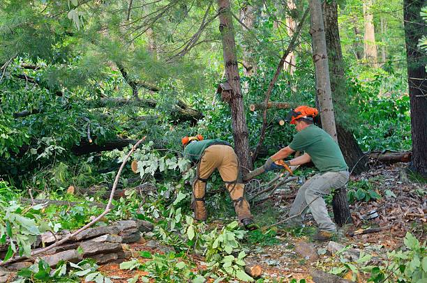 Tree Branch Trimming in Newington, VA